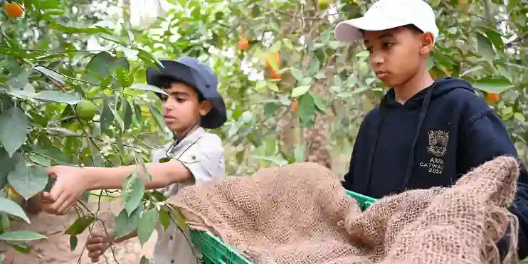 رحلة قطف ثمار البرتقال في العُلا 