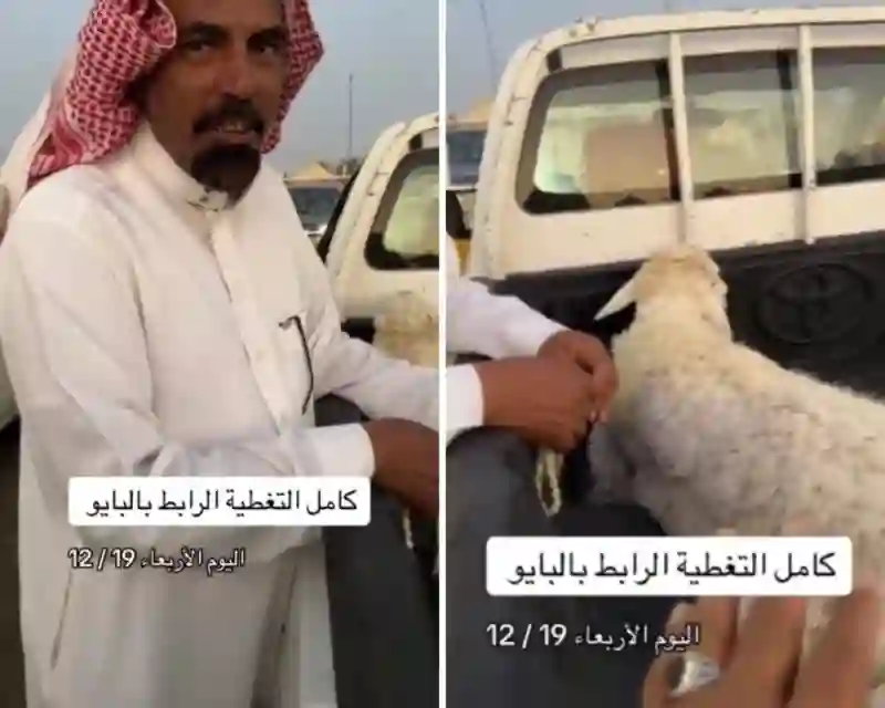 مقارنة بين أسعار الغنم في أسواق الرياض وجدة قبل وبعد عيد الاضحى