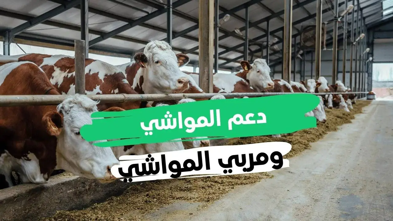 خطوات الاستعلام عن دعم مربي المواشي 1446 وأهم شروط التسجيل